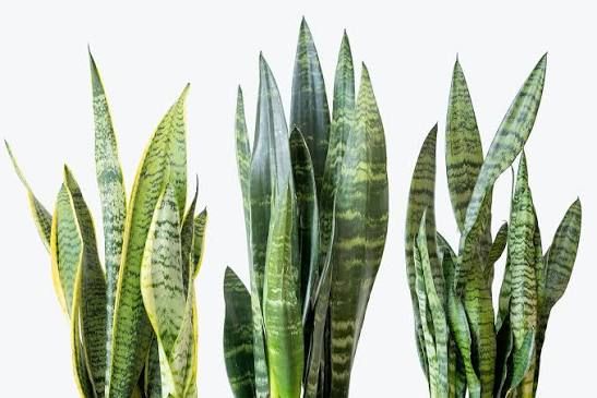 Sansevieria_0