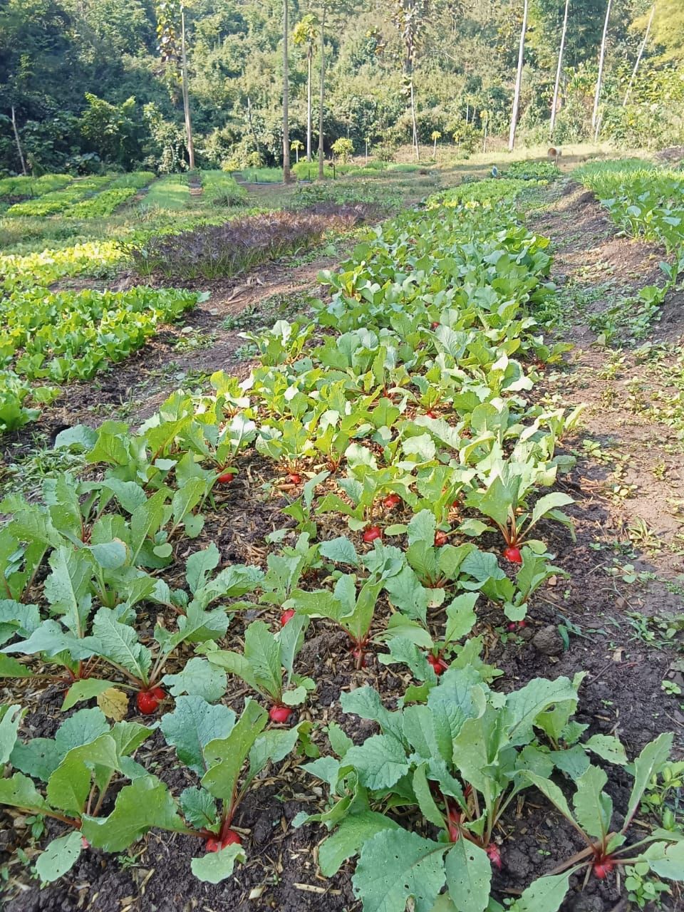 Radish ຫົວເລດິດ_3