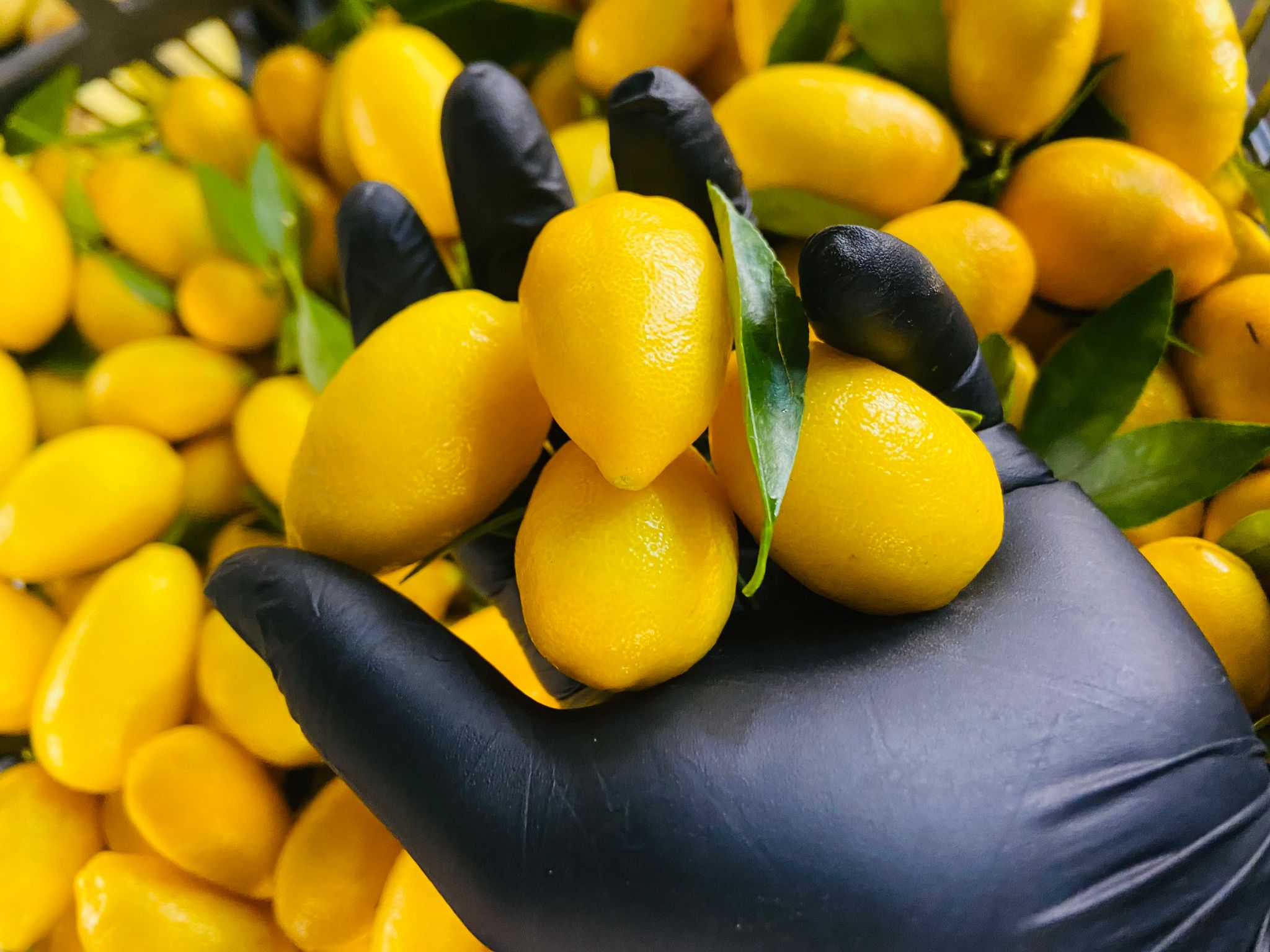 ليمون بيبي _0