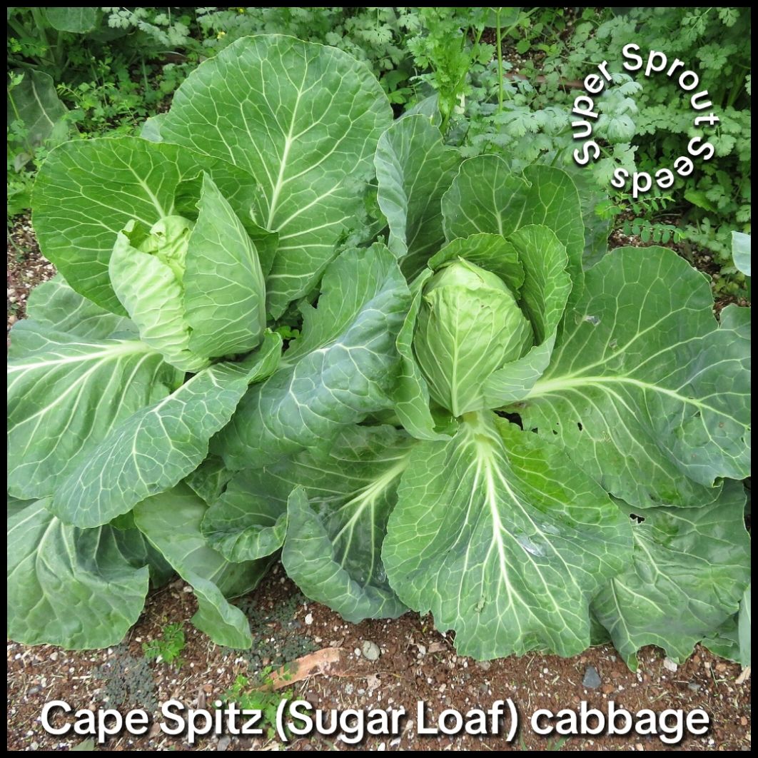 Cape Spitz cabbage x 50+ seeds _1