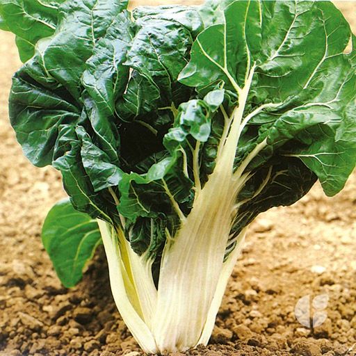 Bleda Verda penca ampla_0