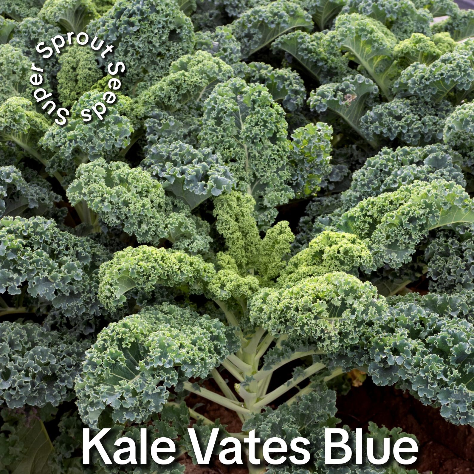 Kale Vates Blue x 50 seeds_1