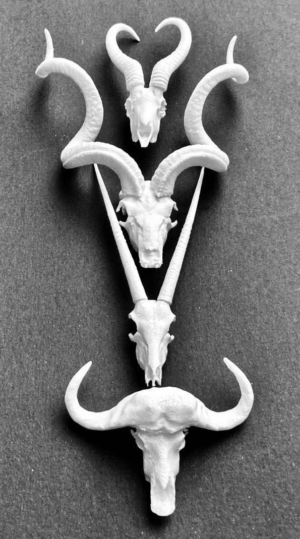 Animal Skulls Oryx’s _3