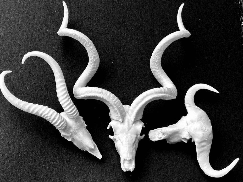 Animal Skulls Oryx’s _1