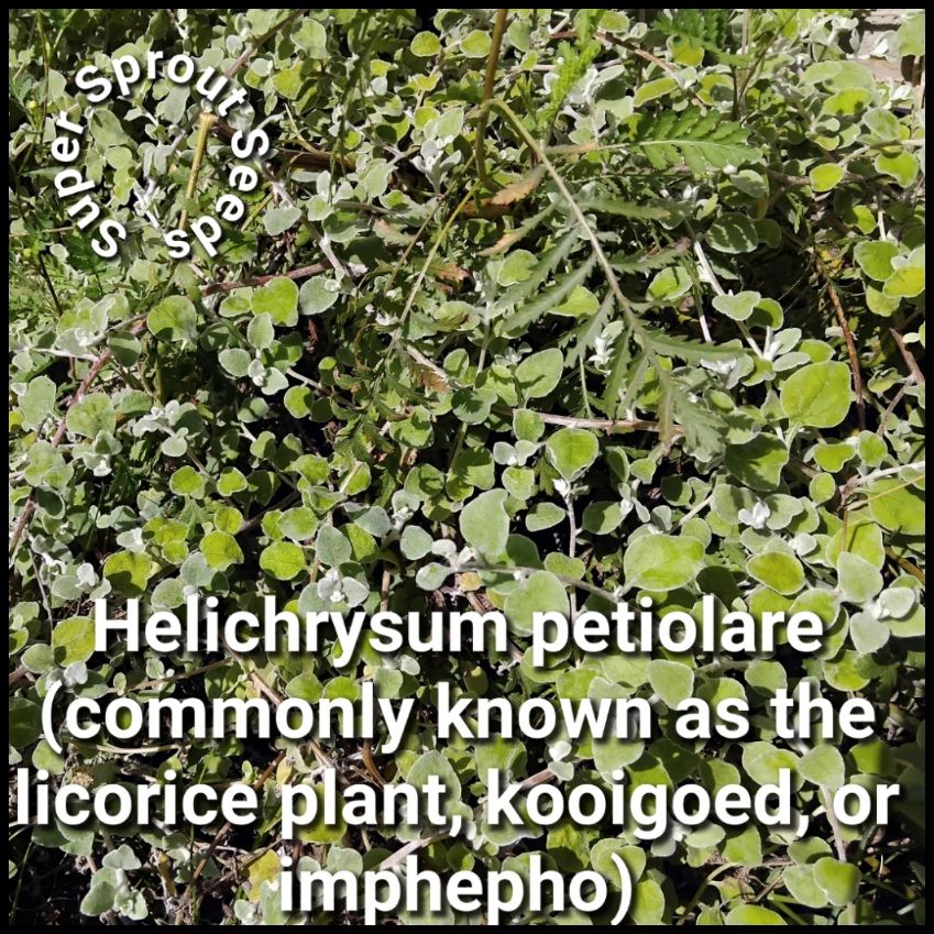 Impepho (Helichrysum petiolare) x 50+ seeds_1