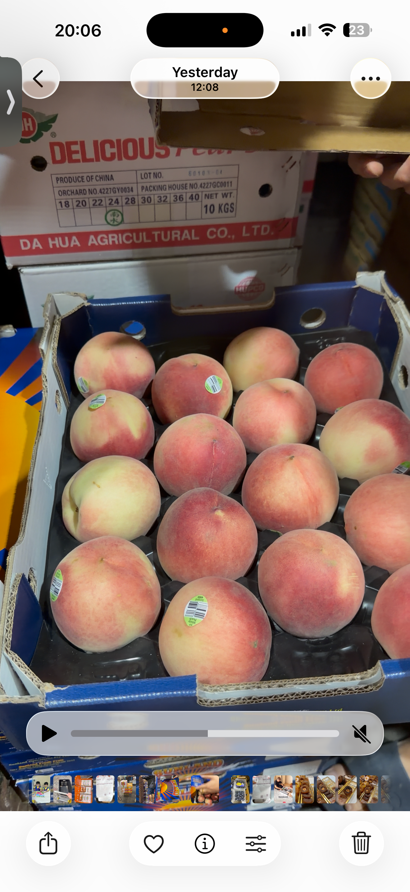 Australia Jumbo White Peach_0