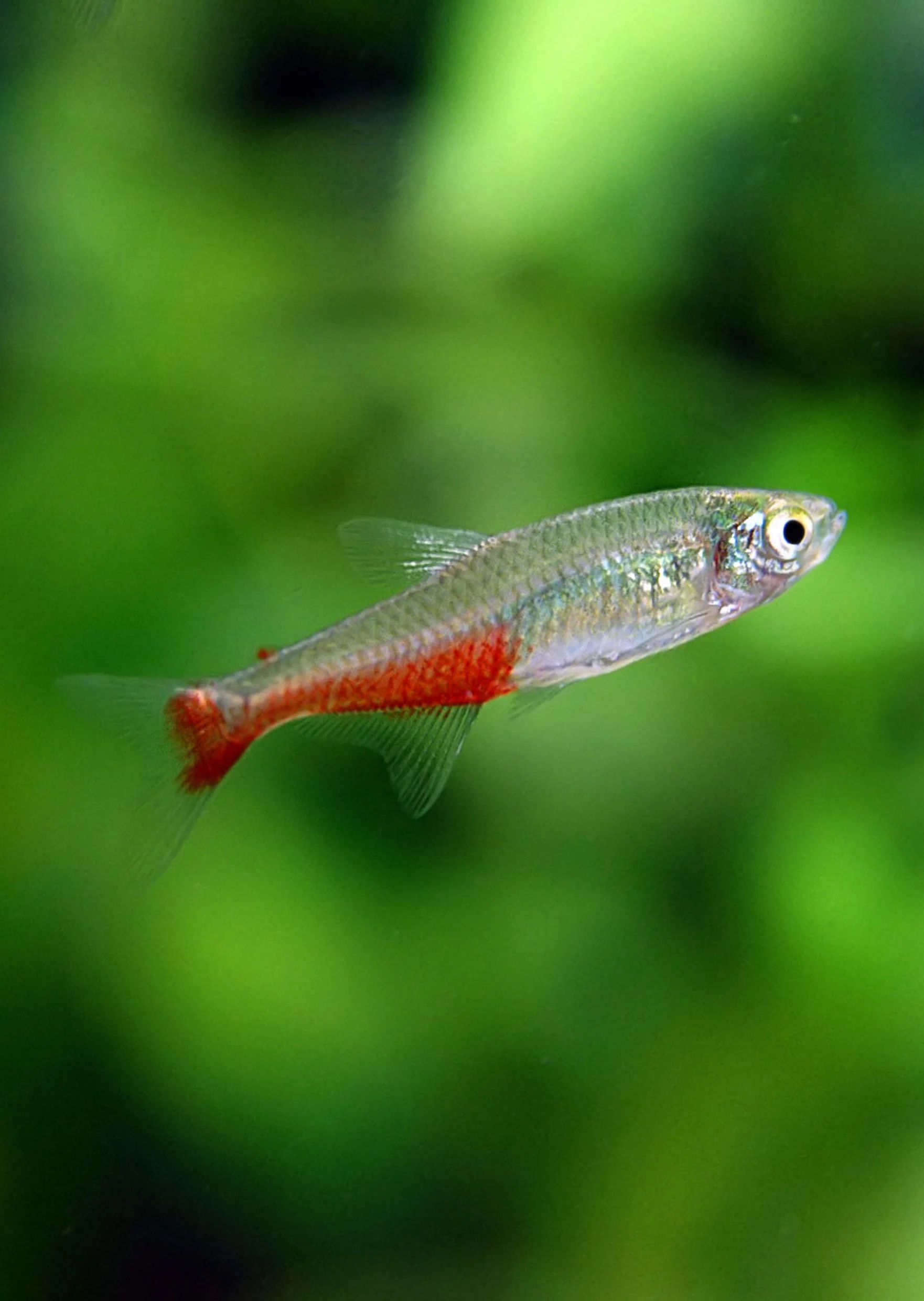 Red Belly Tetra_0