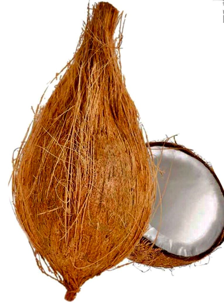 Pooja coconut 1 pc_0