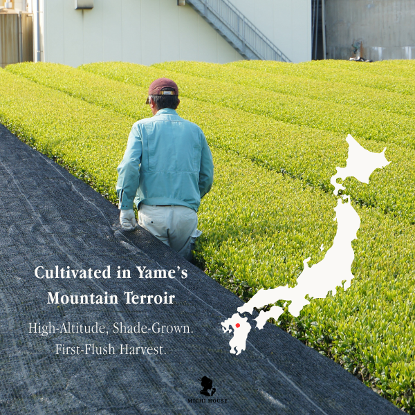 Kira Blend Ceremonial Grade Matcha Powder (50g)_1