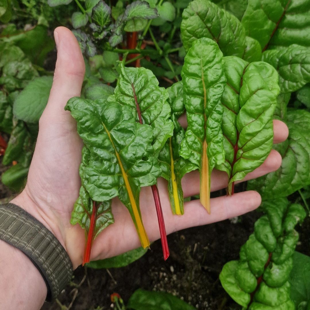 Snijbiet/Swiss chard_1