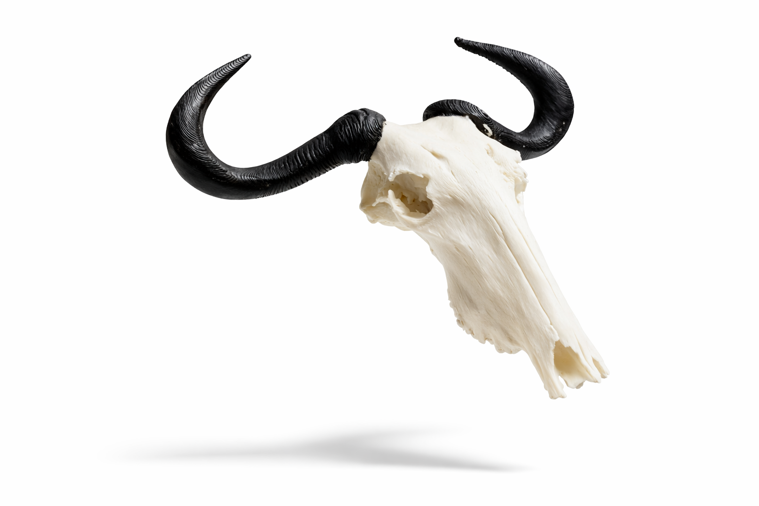 Animal Skulls Blue Wildebeest_0