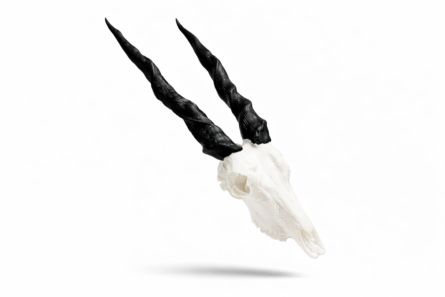 Animal Skulls Eland_0