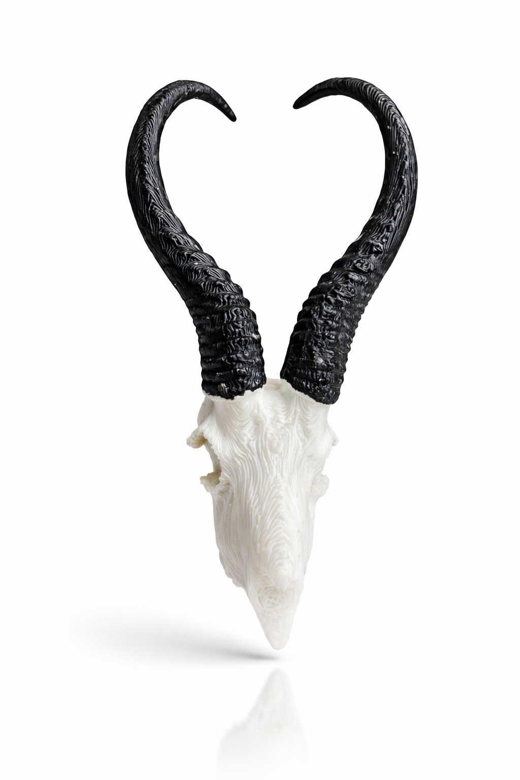 Animal Skulls Springbok_0