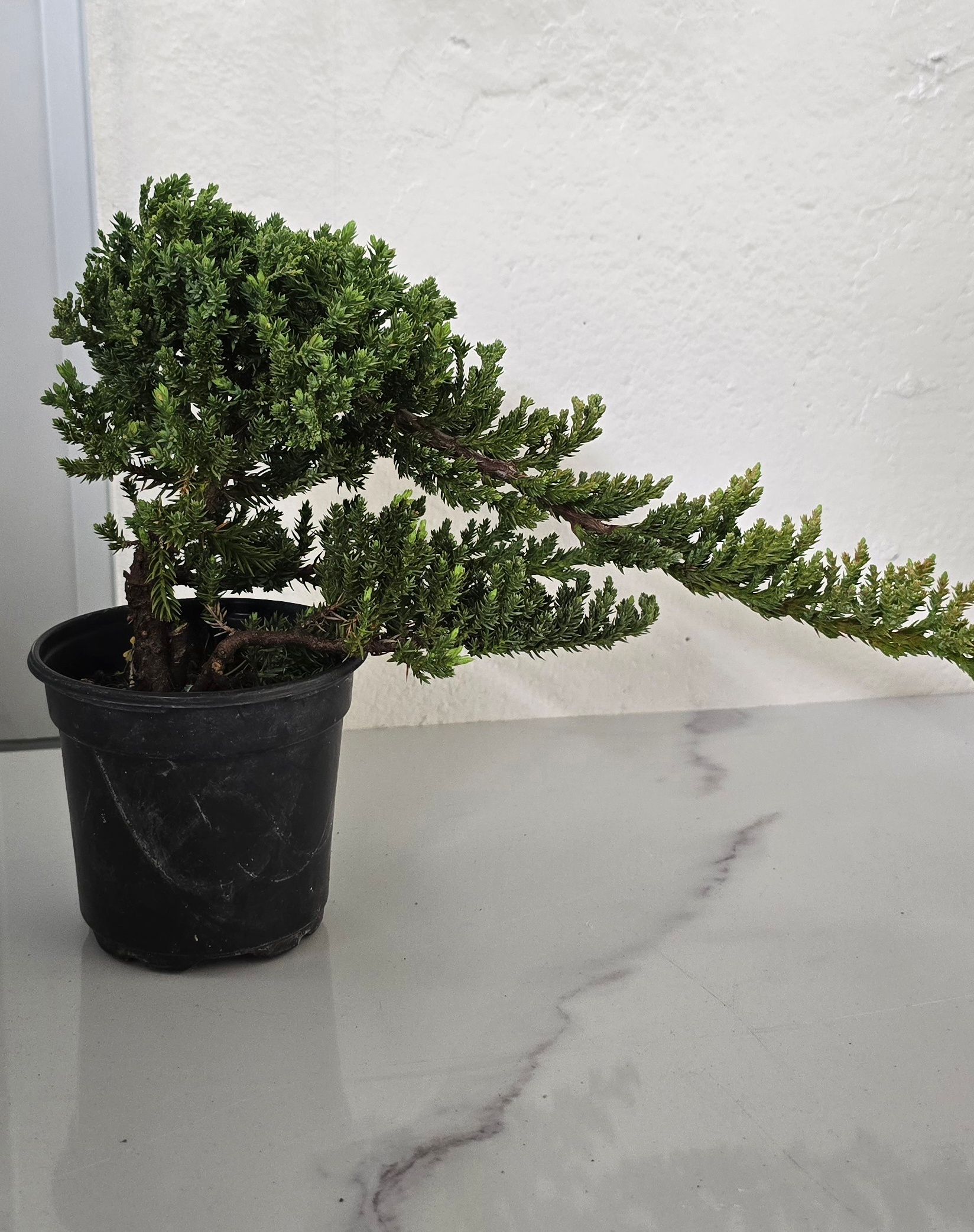 Bonsai Juniper _1
