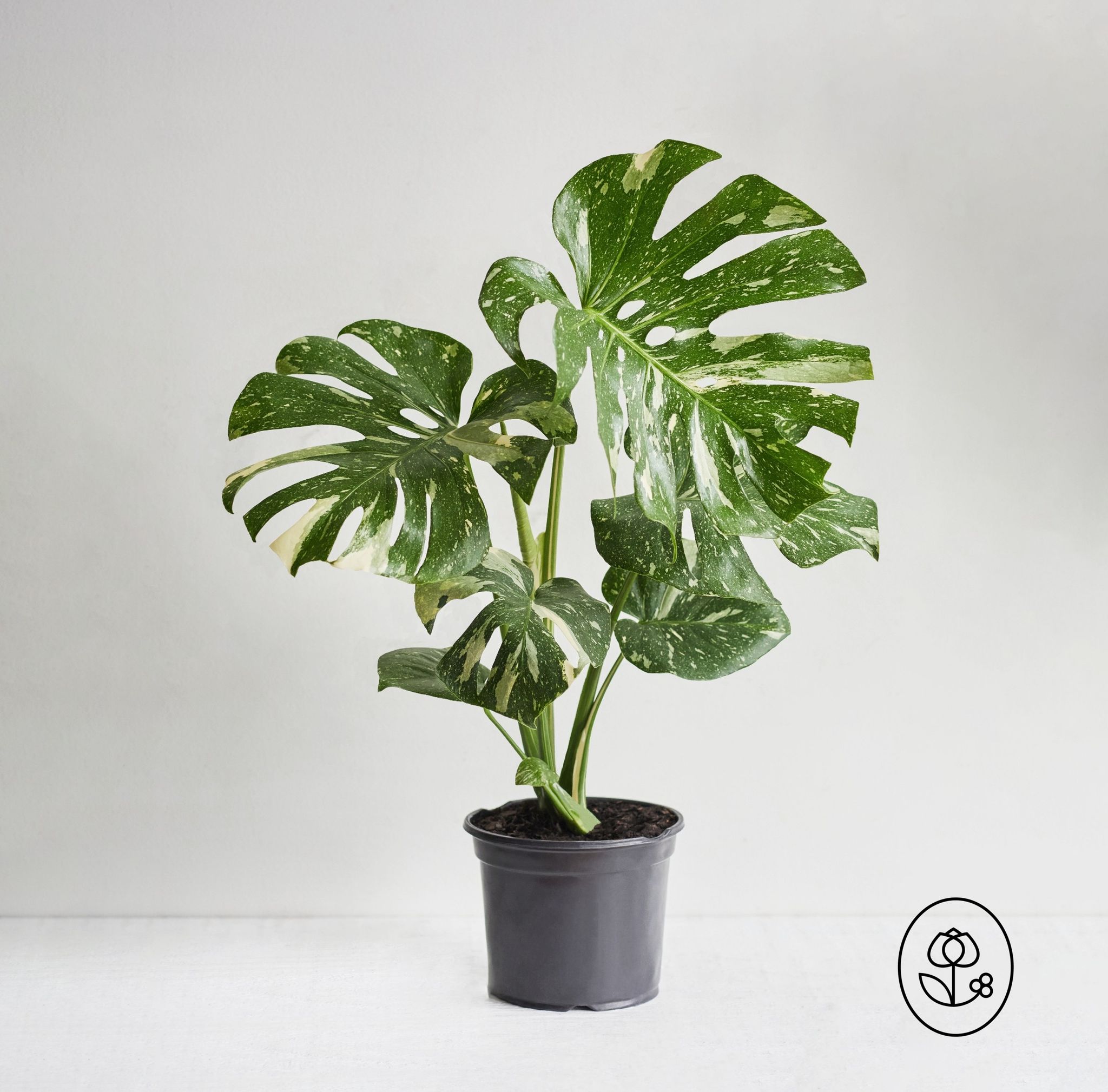 Monstera Thai Constellation _0