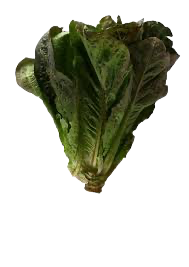 Enciam Negre Llarg_0