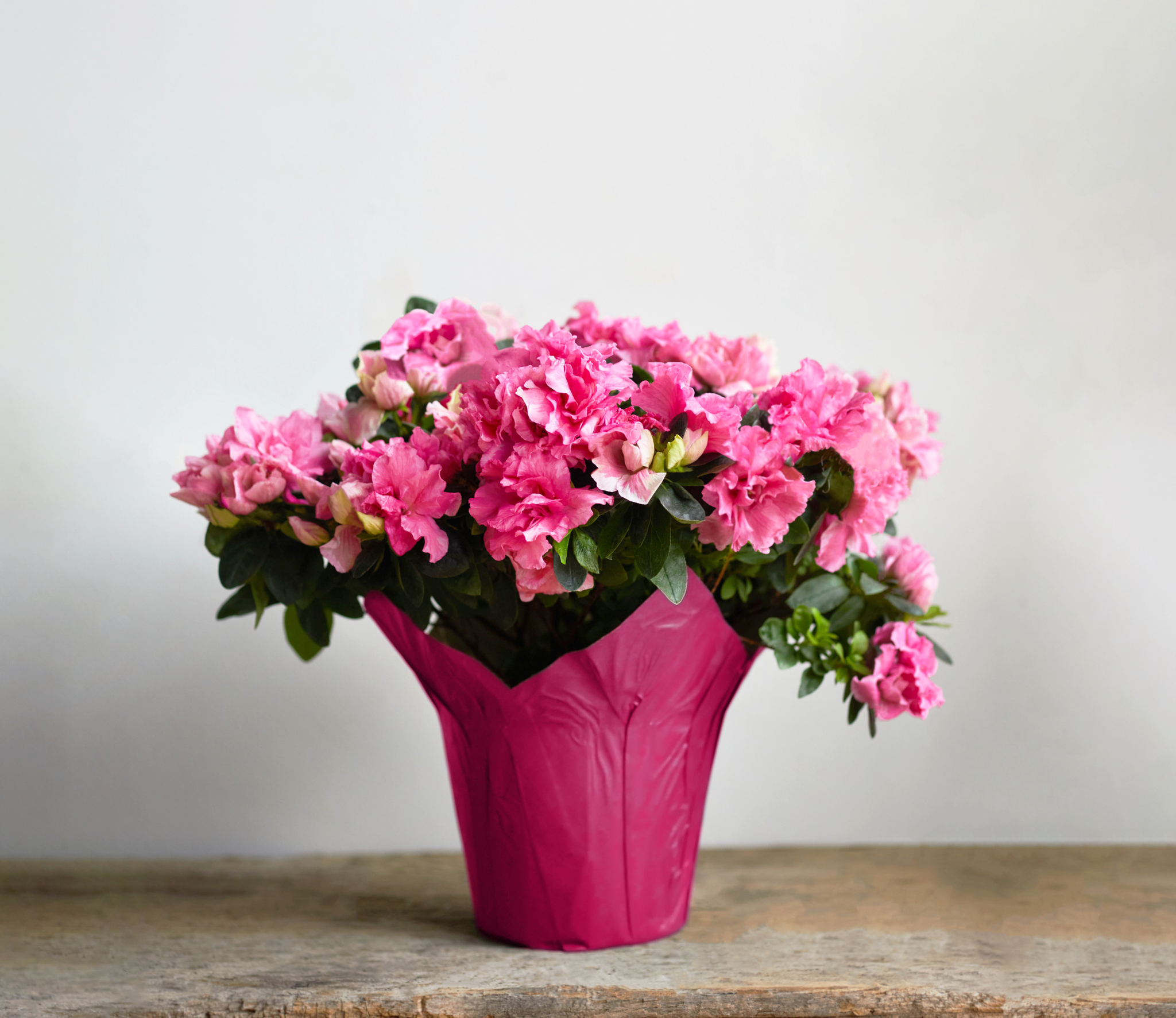 landscape Azaleas _0