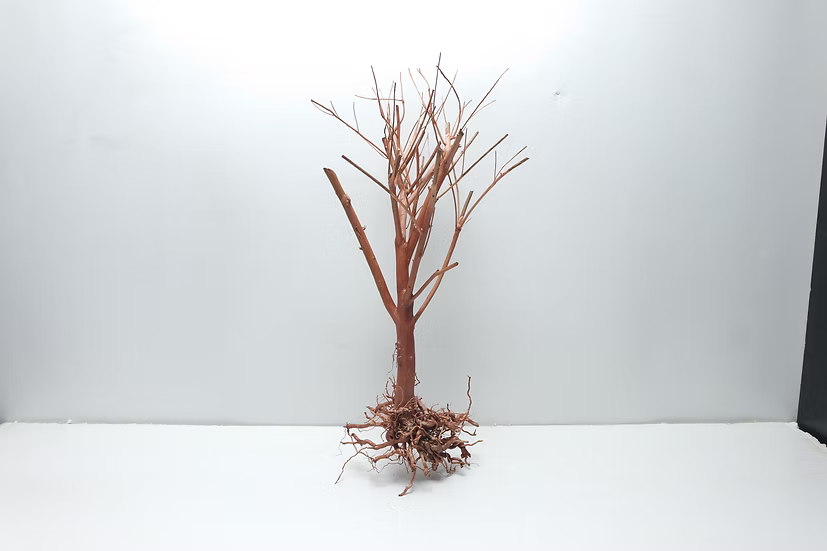 Photinia Wood 25-30cm Per Pc_0
