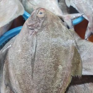 Bawal itham(Promfet)(400g-500g)_0