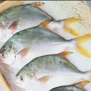 Golden Promfet(3pcs)_0