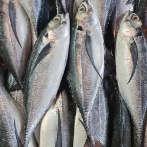 Ikan cencharu.(950g-1kg)_0