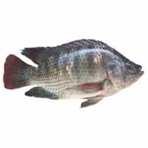 Fresh Telapia Fish(Each)_0