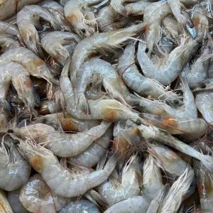 Small Prawns 500g_0
