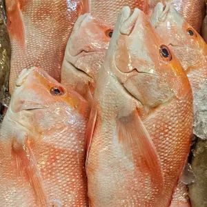 IKAN MERAH (WHOLE)1.2kg-1.4kg_0