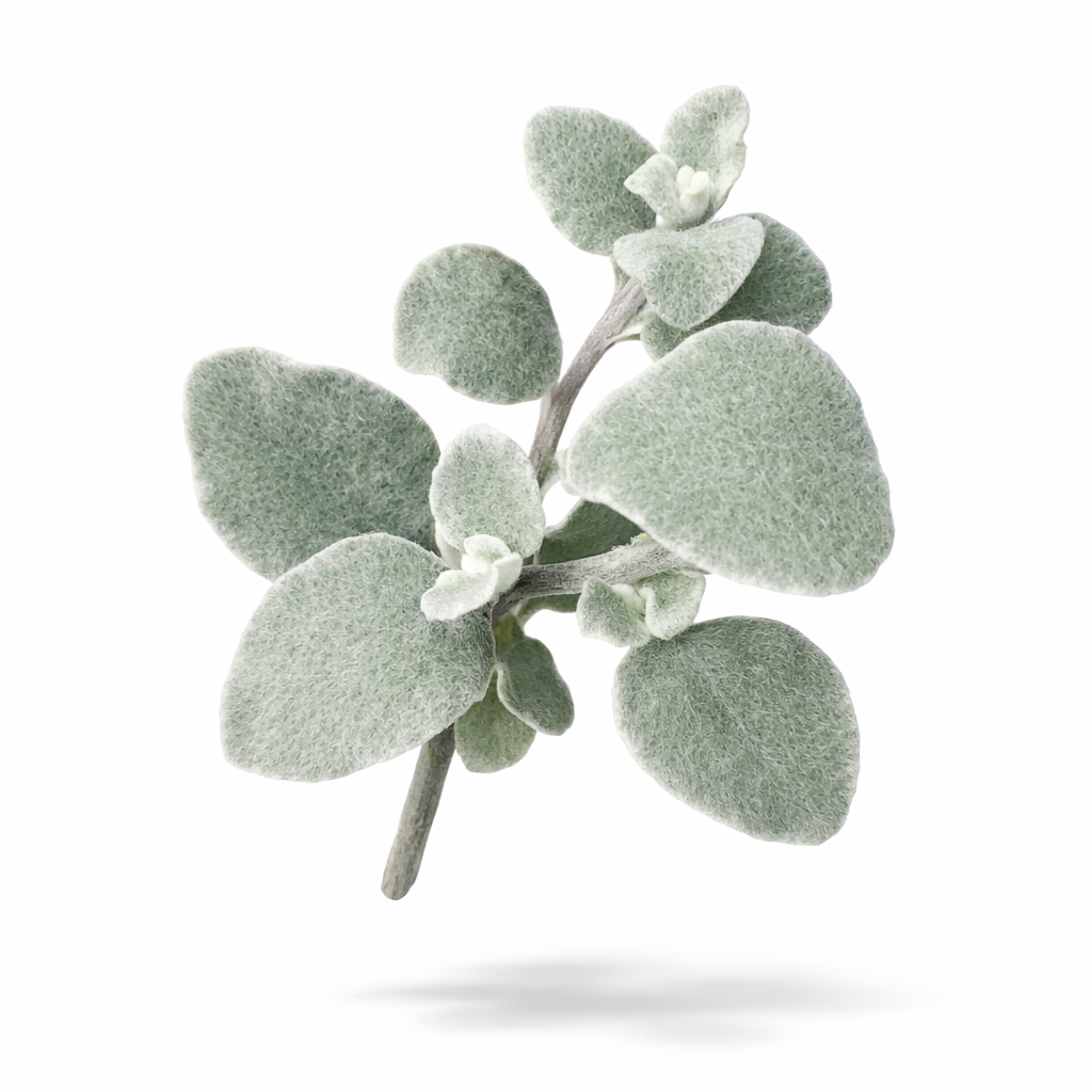 Impepho (Helichrysum petiolare) x 50+ seeds_0