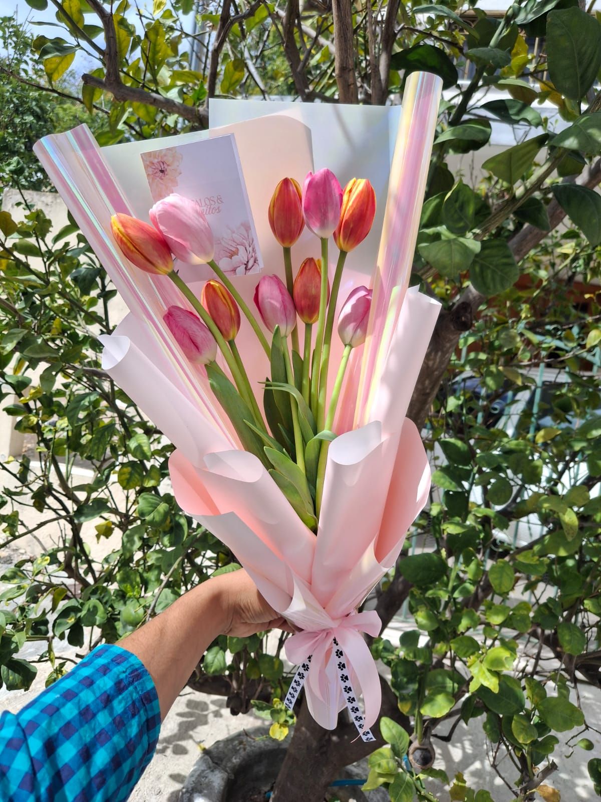 Tulipanes Clásico Plus_0