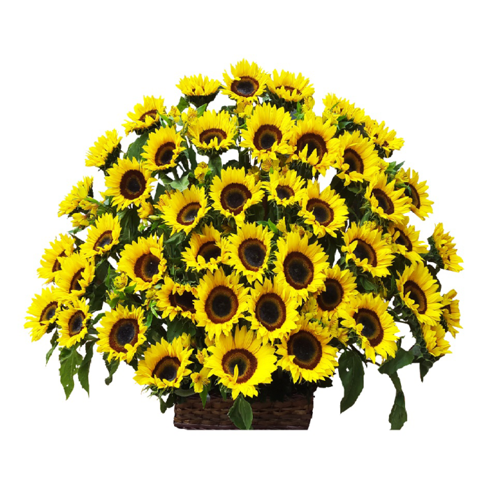 Arreglo de girasoles 40 piezas_0
