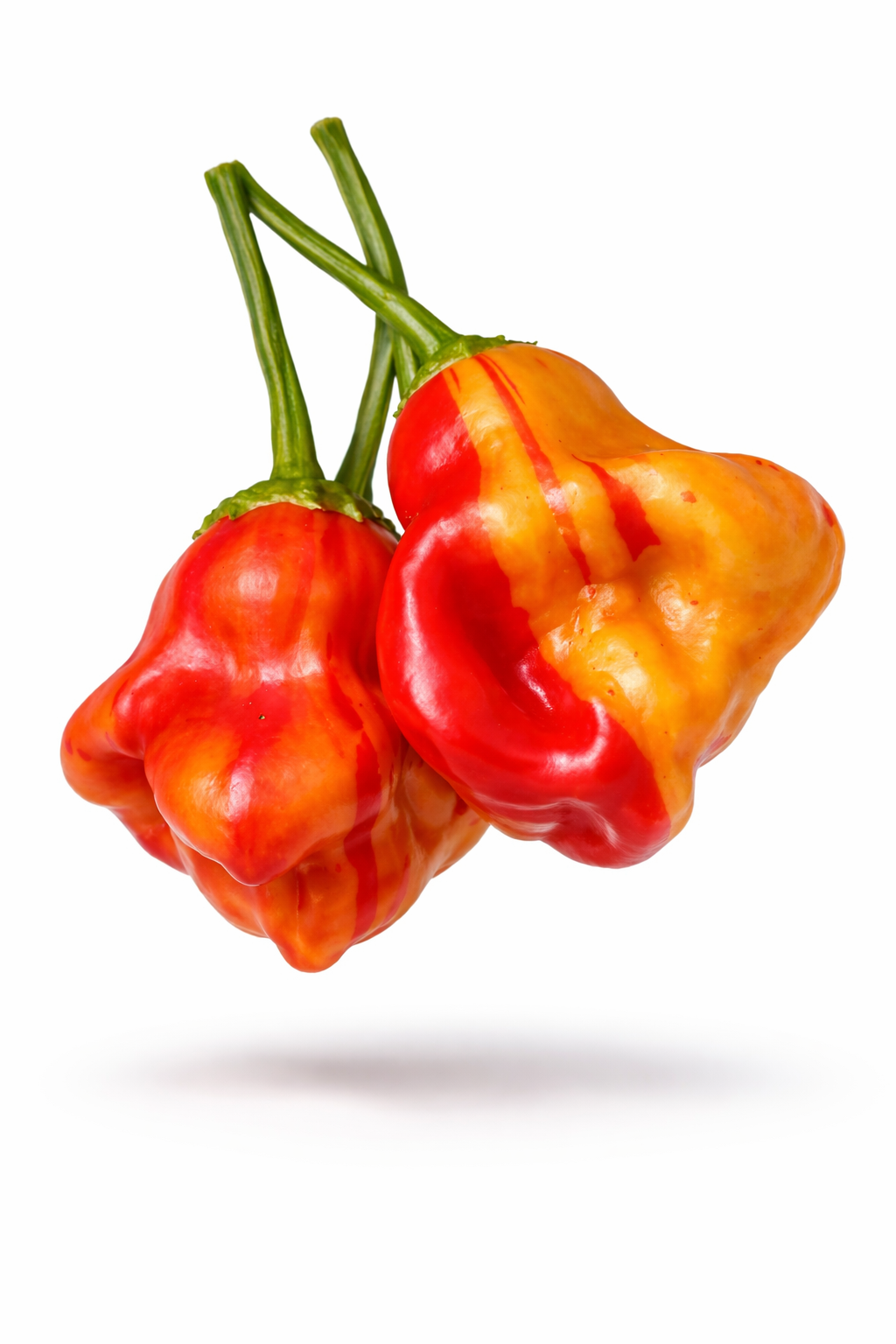 ZEBRANGE CHILLI PEPPER x 10 seeds_0