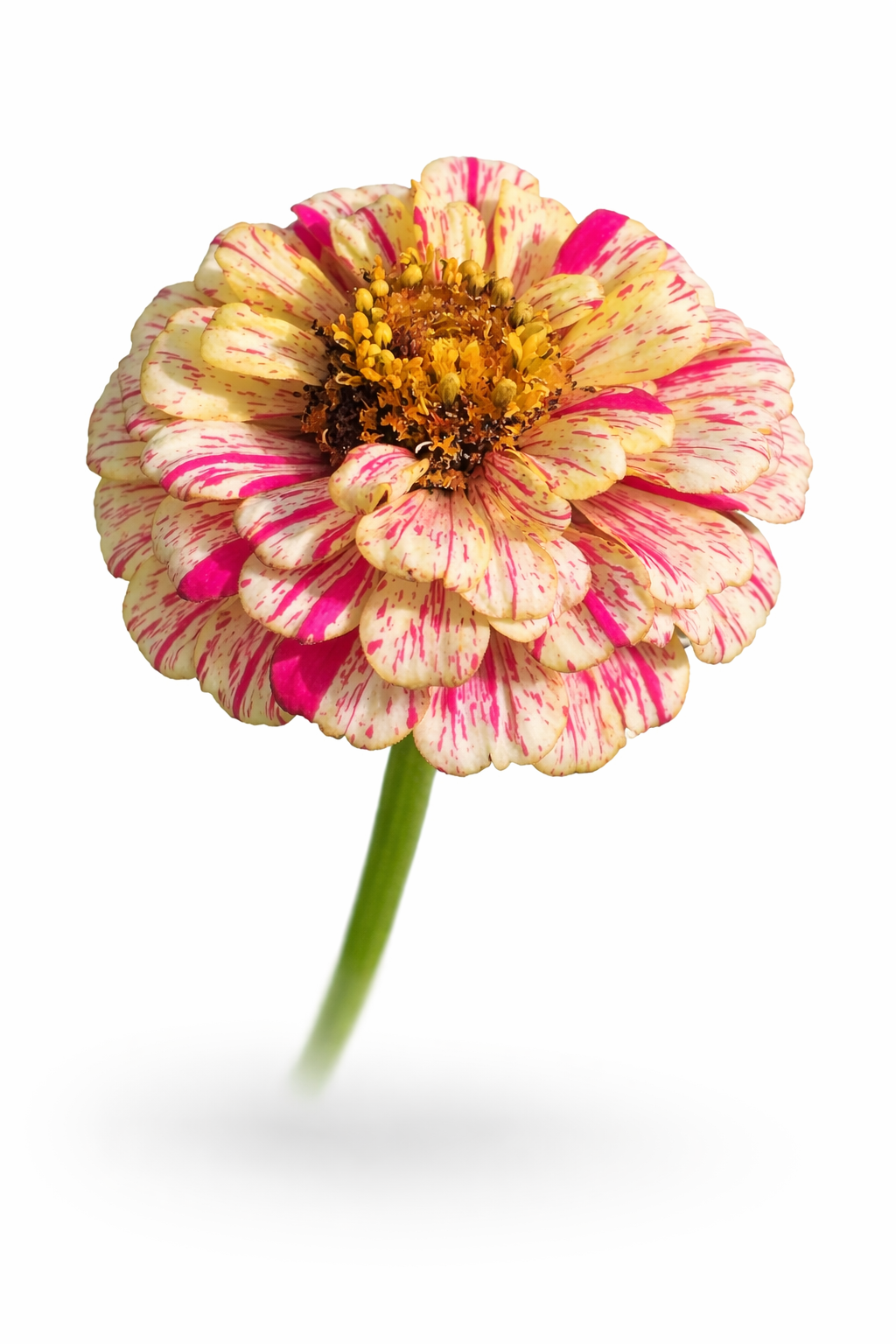 Candy stripe zinnia x 25 seeds _0