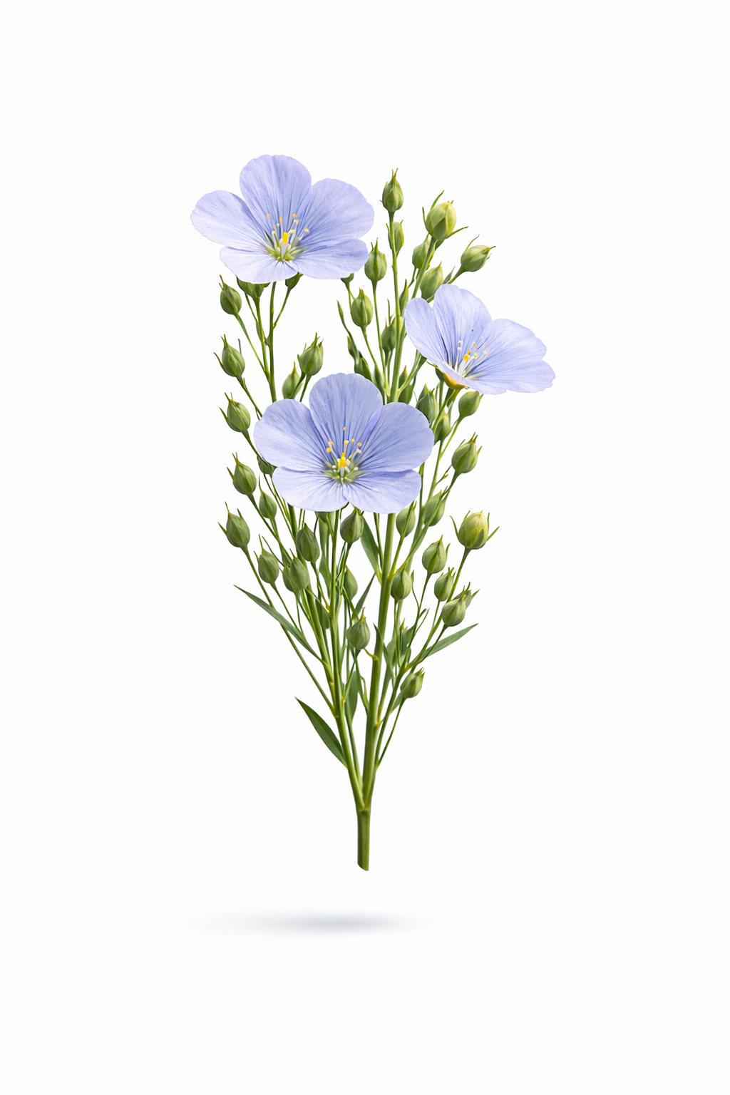 Flax/Linseed x 200 seeds_1