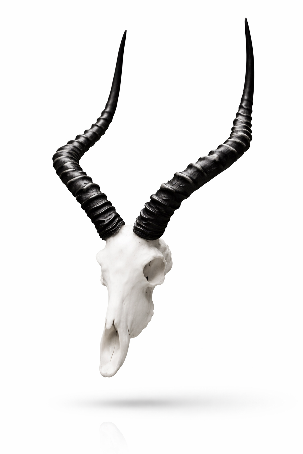 Miniature Animal skull Impala_0