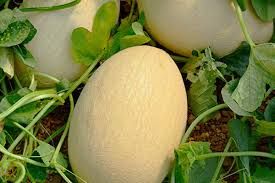 Meló Blanc Ribatejo_0