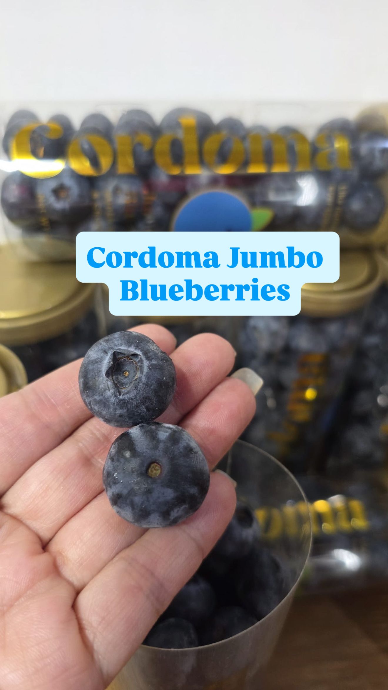 CORDOMA JUMBO BLUEBERRIES _0