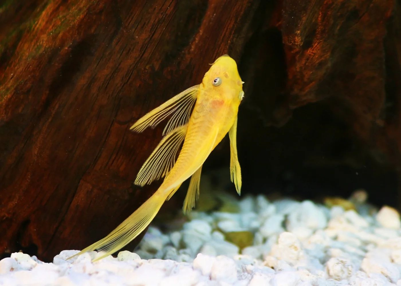 L144 Blue Eyed Lemon Longfins_0