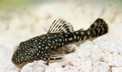 Common Pleco_0