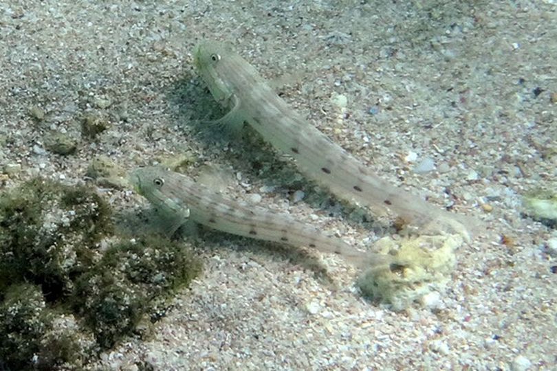 Longfin Dorsal Rock Gobies_0