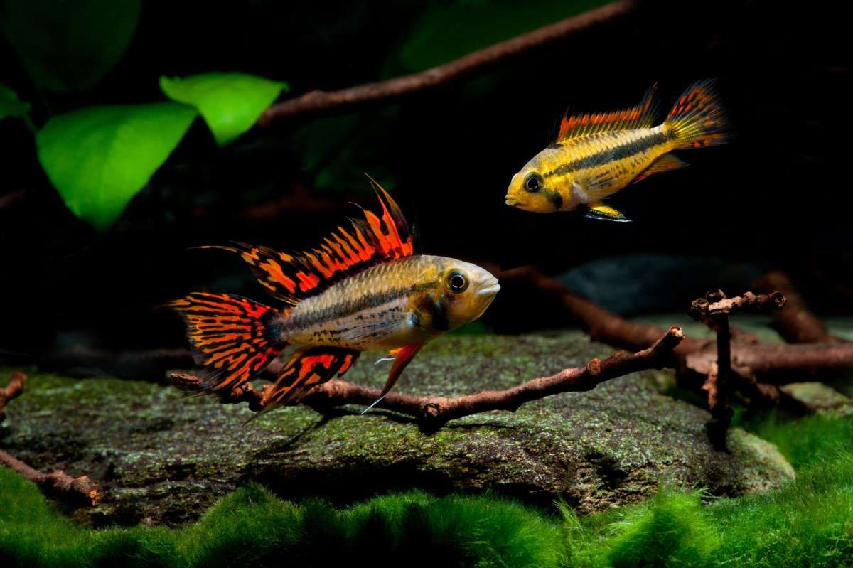 Apistogramma Cacatuoides (Cockatoo Dwarf Cichlid)_0