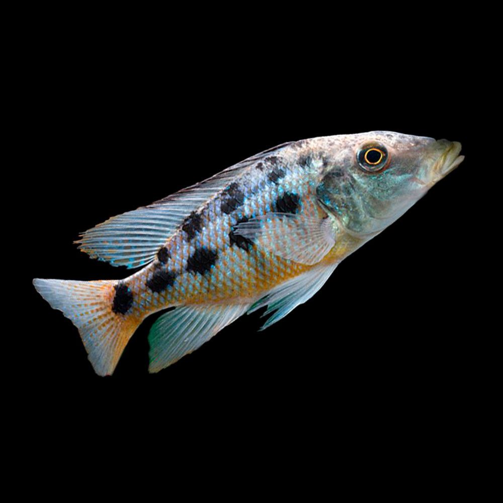 Sand Diver Cichlid (Fossorochromis rostratus)_0