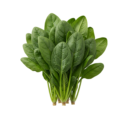 Organic Palak Spinach_0