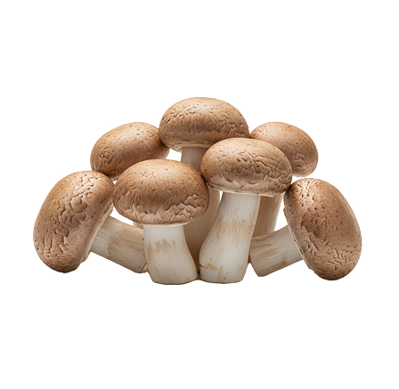 Fresh Mushroom_1
