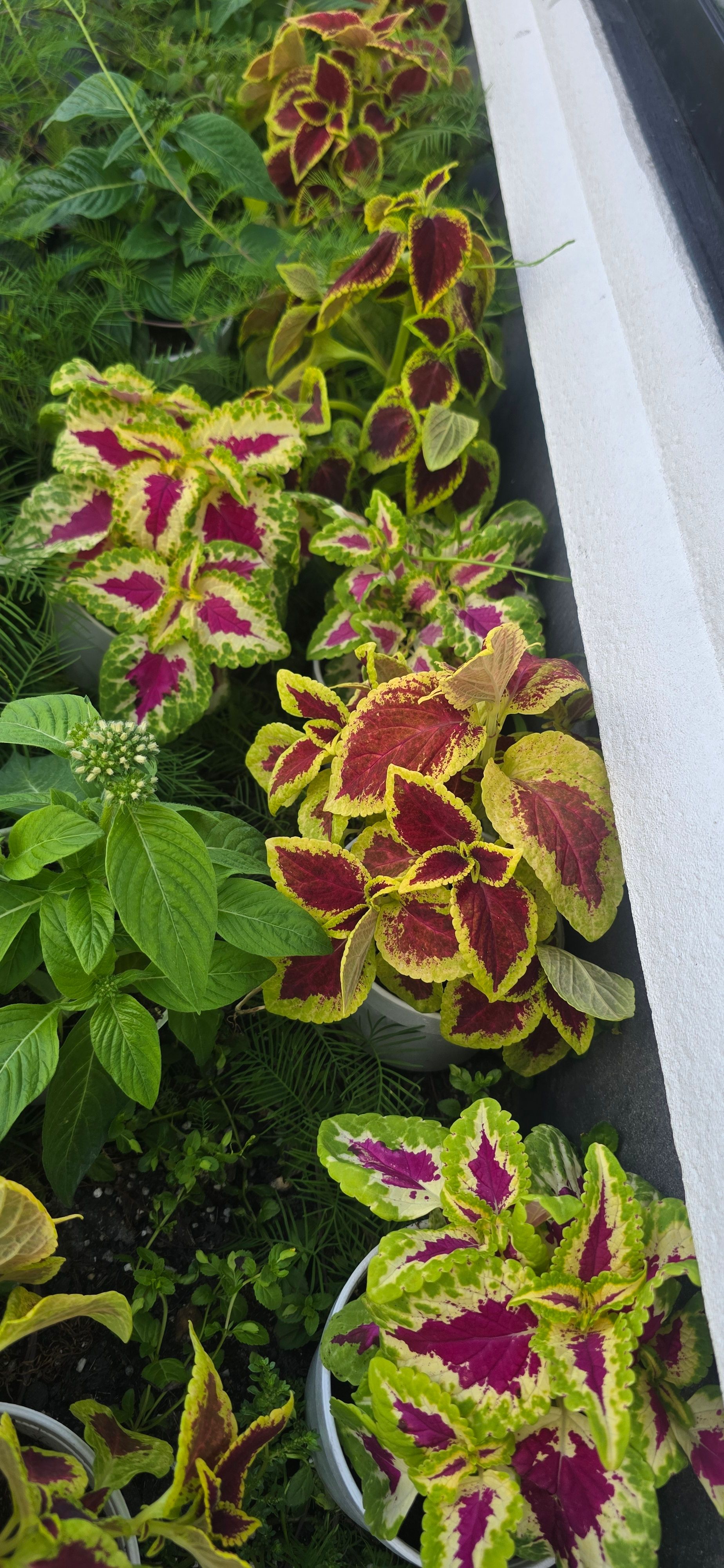 Coleus _0