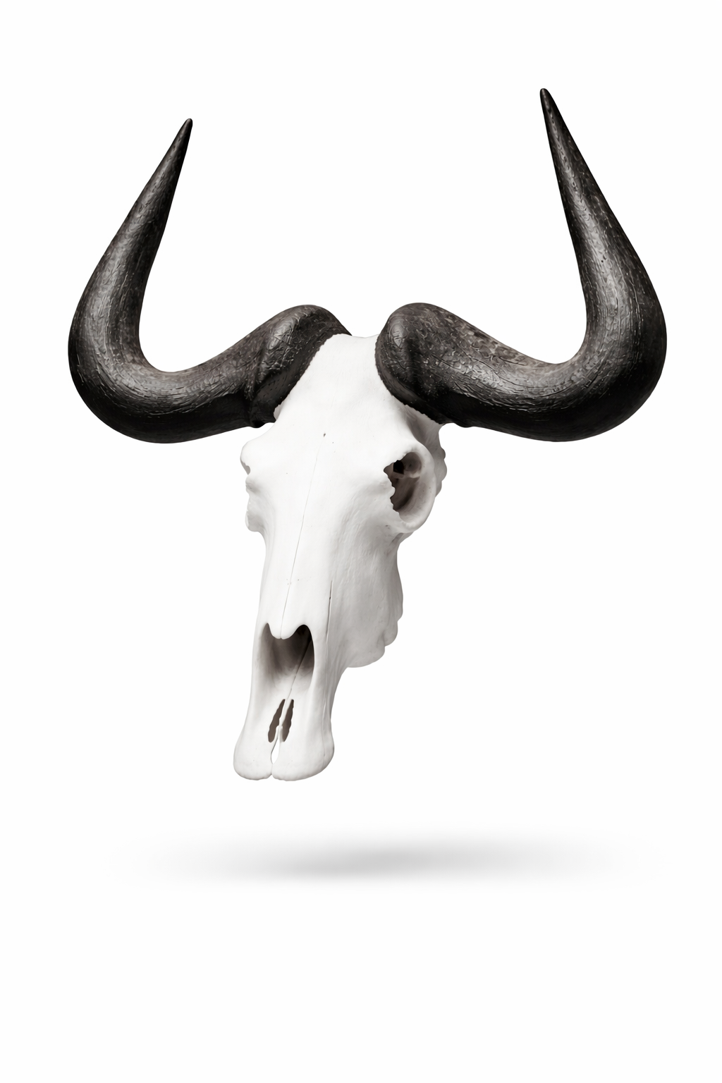 Bolo Ties Miniature Animal Skulls - following soon!_10