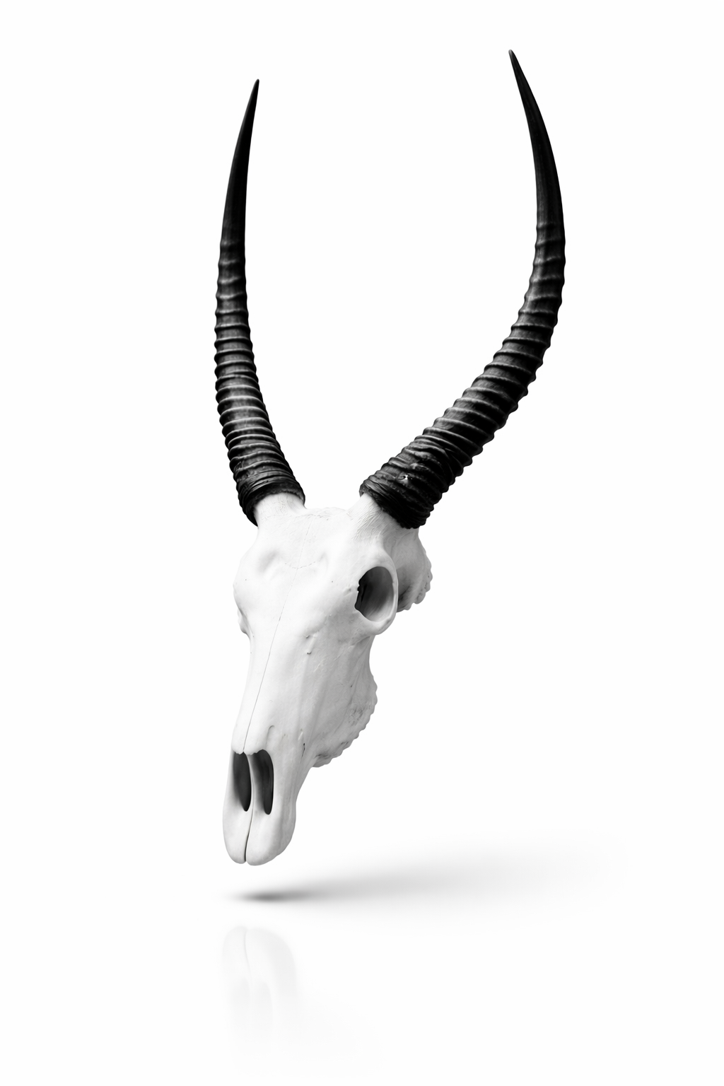 Bolo Ties Miniature Animal Skulls - following soon!_11