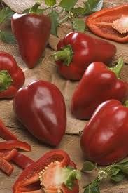 Pebrot Morrón Cierzo (hibrit)_0