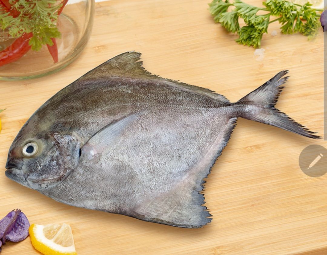 Black Pomfret (700g-1kg)_0