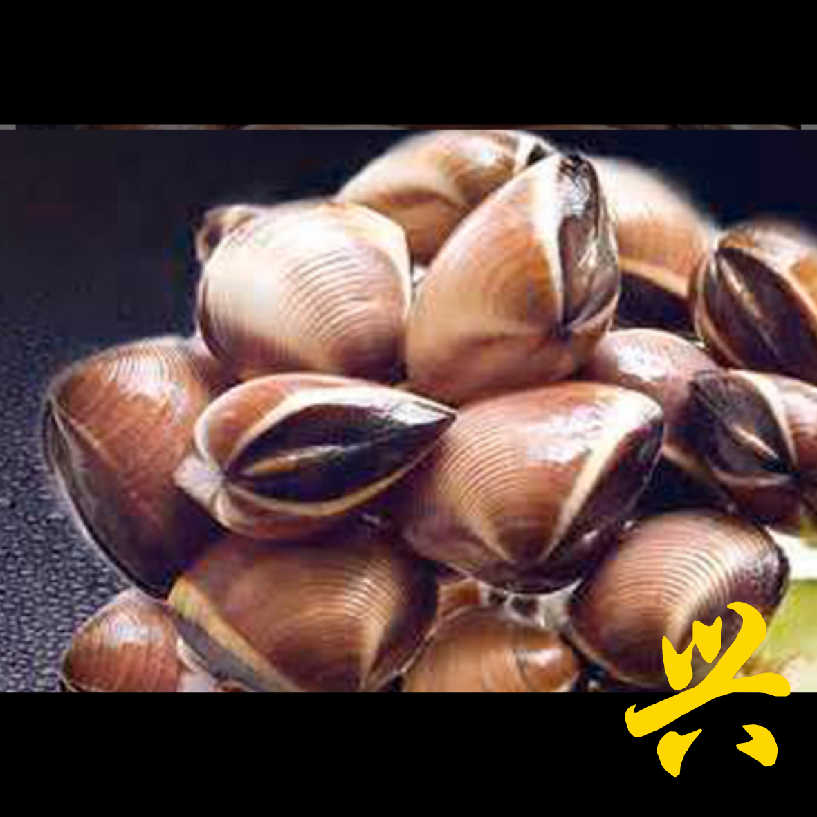 Brown Clams_0